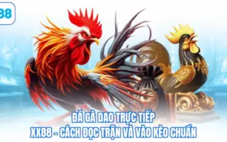 đá gà dao trực tiếp