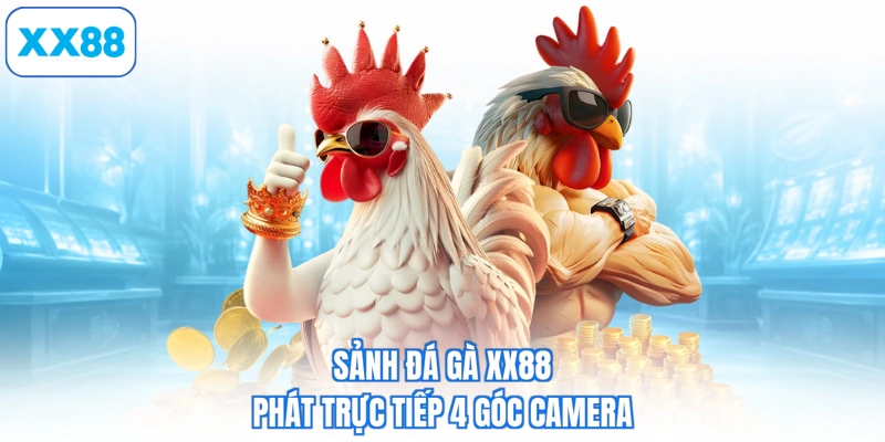 Sảnh đá gà XX88 phát trực tiếp 4 góc camera
