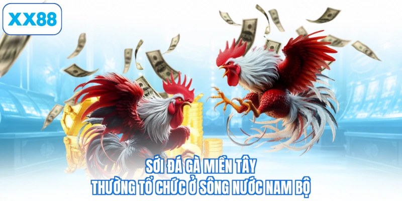 Sới đá gà miền tây thường tổ chức ở sông nước Nam Bộ